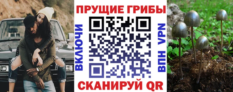 Псилоцибиновые грибы ЛСД  Купить где  Сурск 
